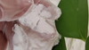 High Quality TCC Triclocarban CAS 101-20-2 for Organic chemical raw materials, preservatives